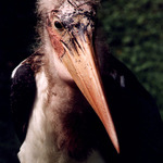 Marabu africký